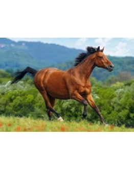 CASTORLAND JIGSAW 1000 PIECES - CAC1023962 - REDDISH BROWN HORSE CAC1023962