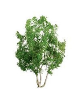 JTT SCENERY PRODUCTS - TREES - TR-1098 - DECIDUOUS TREES 2" (4) - JTTTR1098