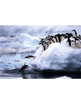 TOMAX 1500PC JIGSAW PUZZLE Penguins