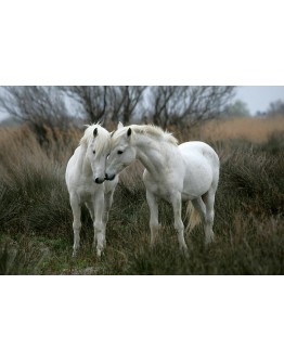 TOMAX 1500PC JIGSAW PUZZLE White Stallions